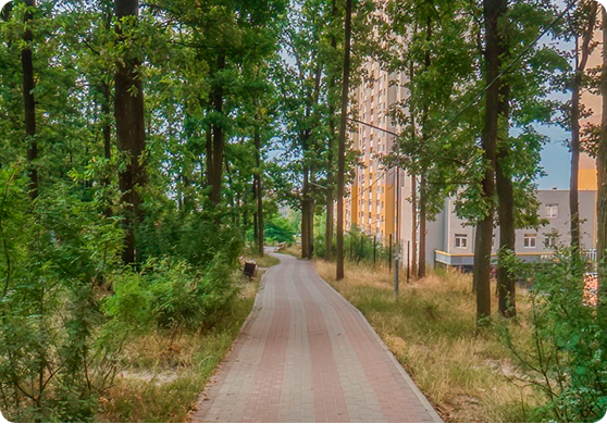 Ліс біля садочку